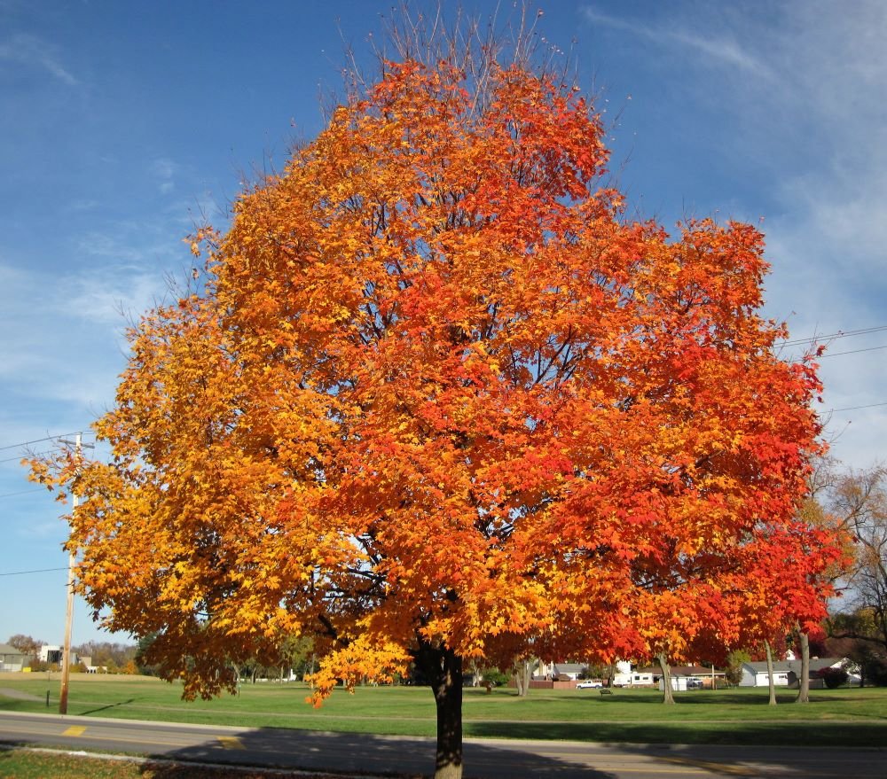 Vibrant silver maple tree with fiery orange red leaves against blue sky