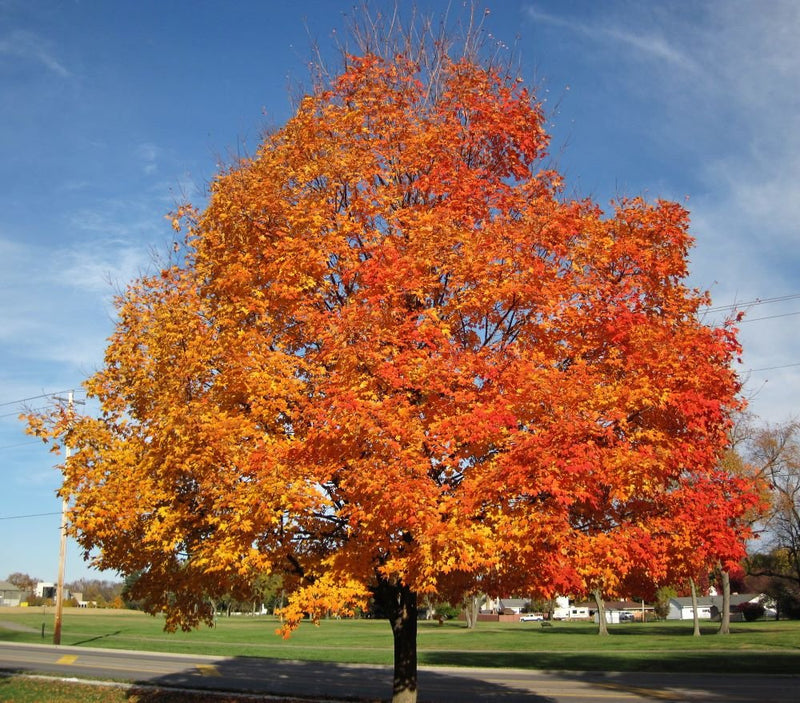Vibrant silver maple tree with fiery orange red leaves against blue sky