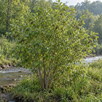 Hazel Alder Tree -  TN Nursery