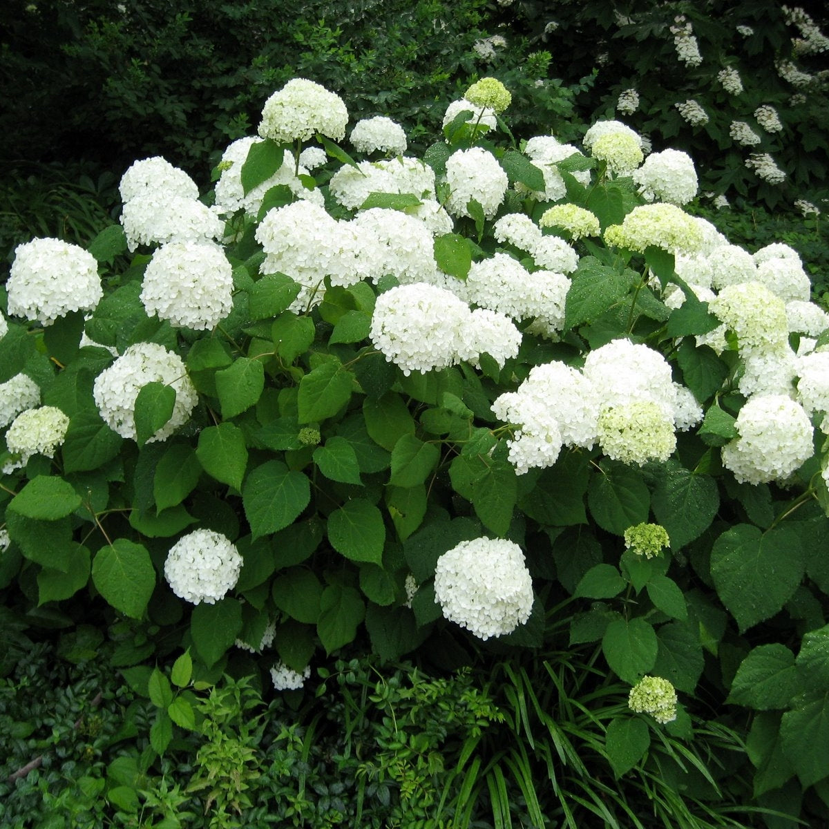 Smooth Hydrangea Shrub: lush bush of white flowers and vibrant green leaves
