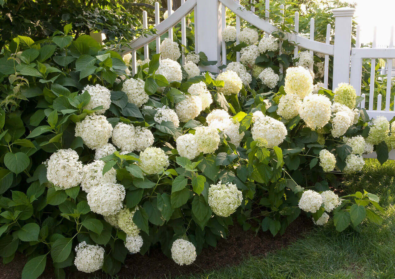 Smooth Hydrangea Shrub with lush white flower clusters and green leaves
