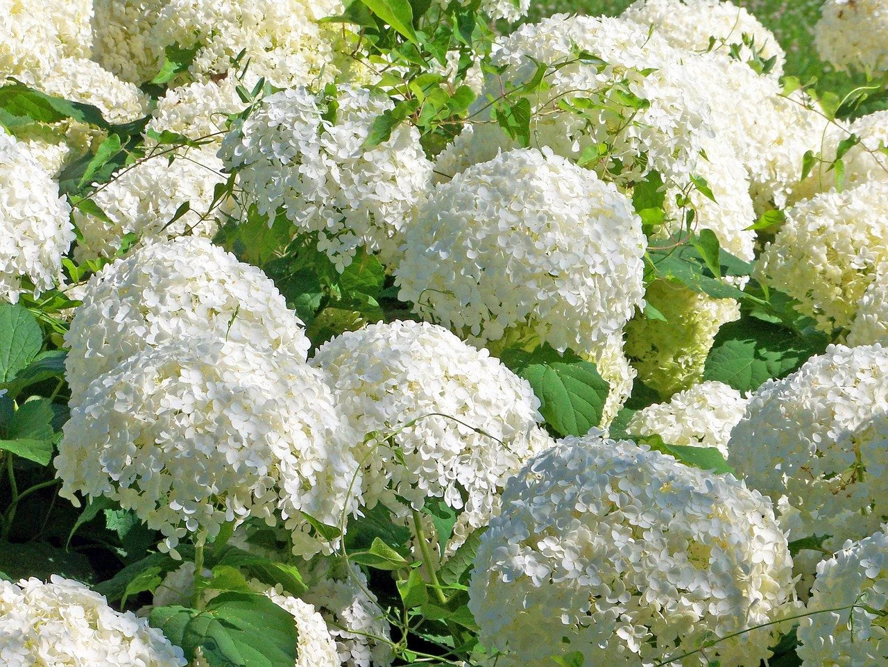 Lush white Snowball Viburnum hydrangea blossoms with green leaves
