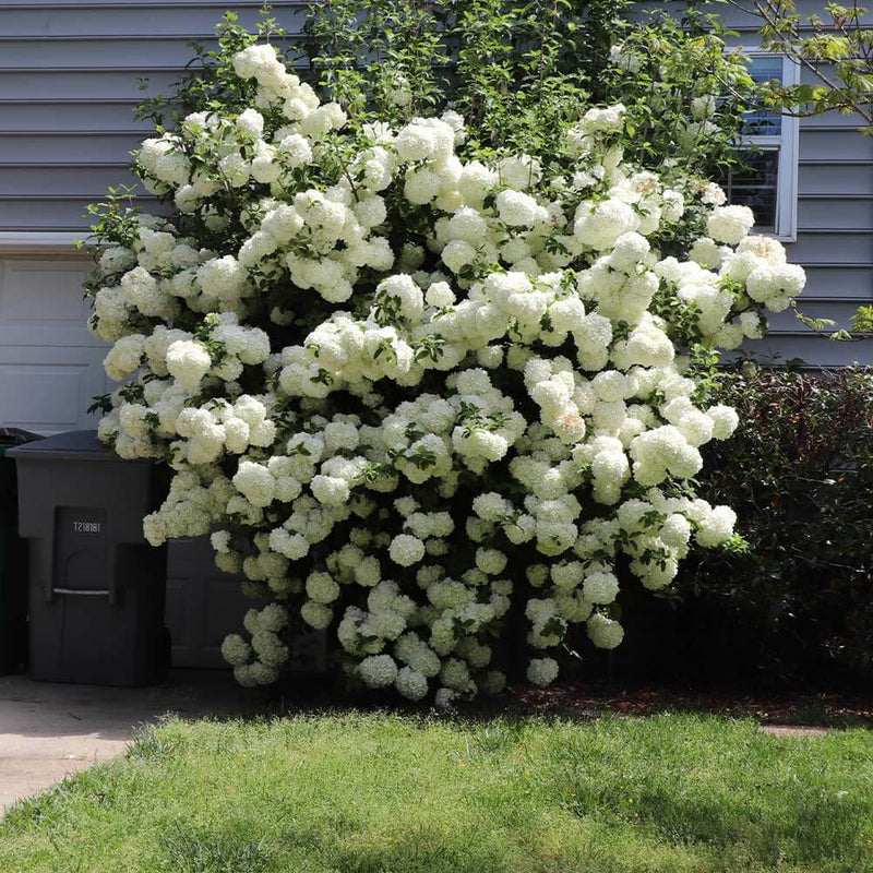 Snowball Viburnum Shrub with lush white spherical blooms and green foliage