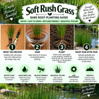 A soft rush grass bare root planting guide infographic with four numbered steps (What You Receive, Soak, Plant, Enjoy Year After) and six benefit icons at the bottom, set over a background of lush green soft rush grass.
