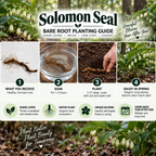 A promotional graphic for the Solomon Seal Bare Root Planting Guide, showing a four-step process with photos of bare roots, soaking in water, planting in soil, and blooming native plants in spring. The guide features the brand name 'Solomon Seal' prominently at the top and additional text highlighting the benefits of native plants.