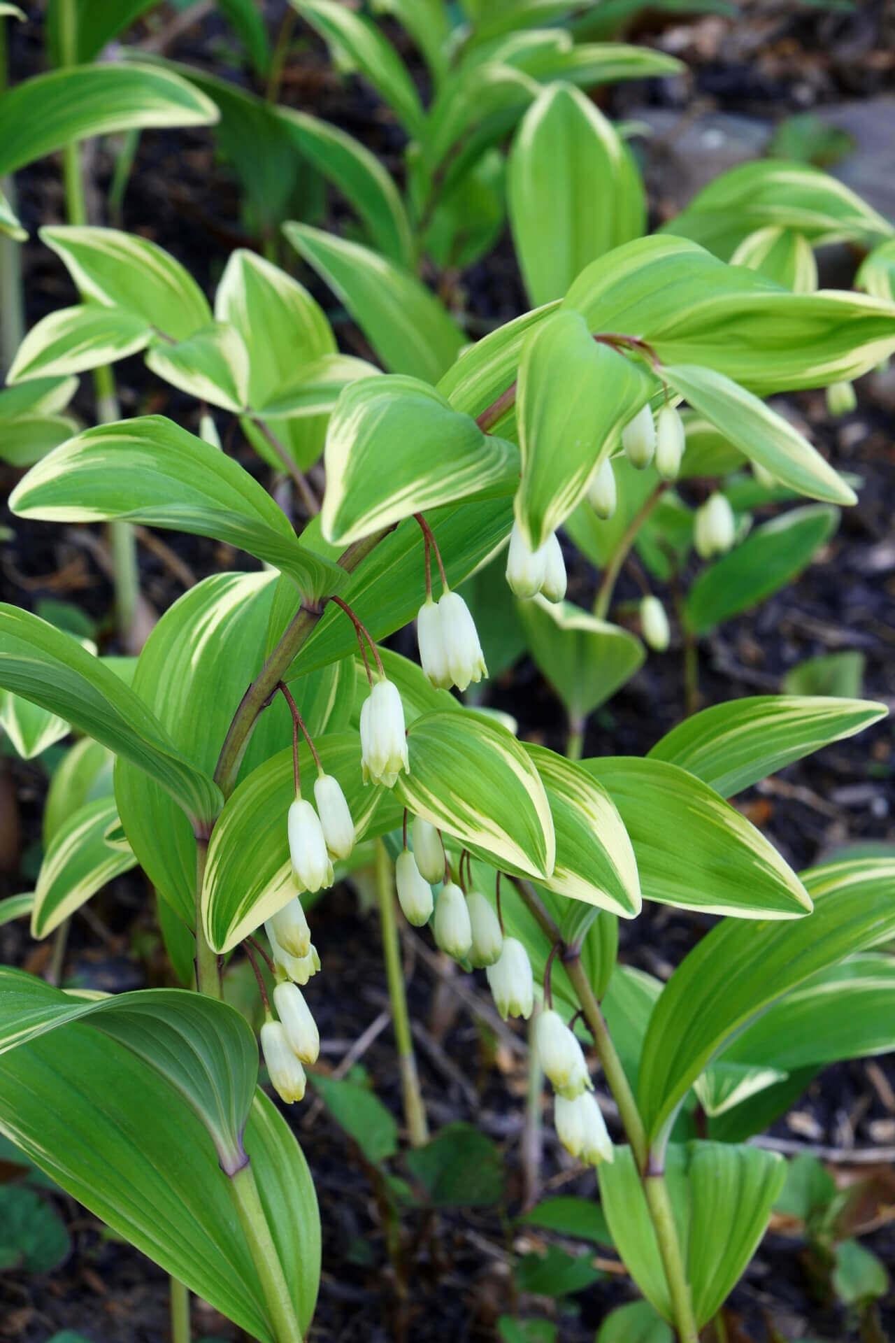 Solomon’s Seal Plant with delicate white bell flowers and yellow variegated leaves