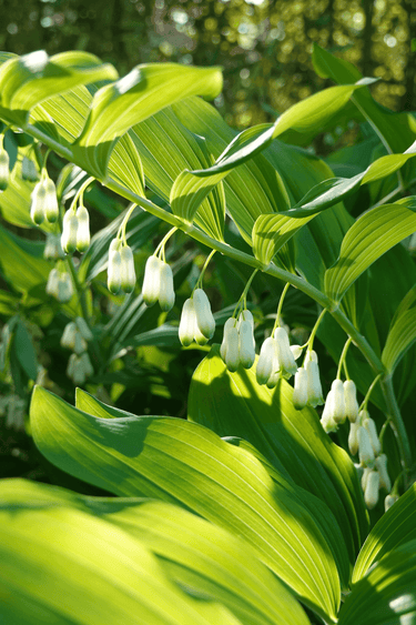 Solomon’s Seal plant with delicate white bell flowers and lime-green leaves