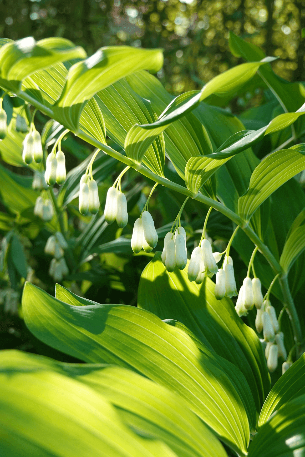Solomon’s Seal plant with delicate white bell flowers and lime-green leaves