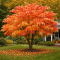 Sourwood Tree
