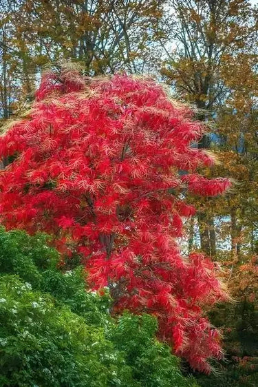 Vibrant red sourwood tree with feathery leaves amid autumn foliage