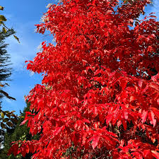 Vibrant red sourwood tree with dense glossy foliage against blue sky