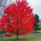 Vibrant red maple-like sourwood tree with fiery foliage in grassy field