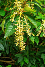Sourwood tree seedlings with pale yellow blossoms on green leafy branch