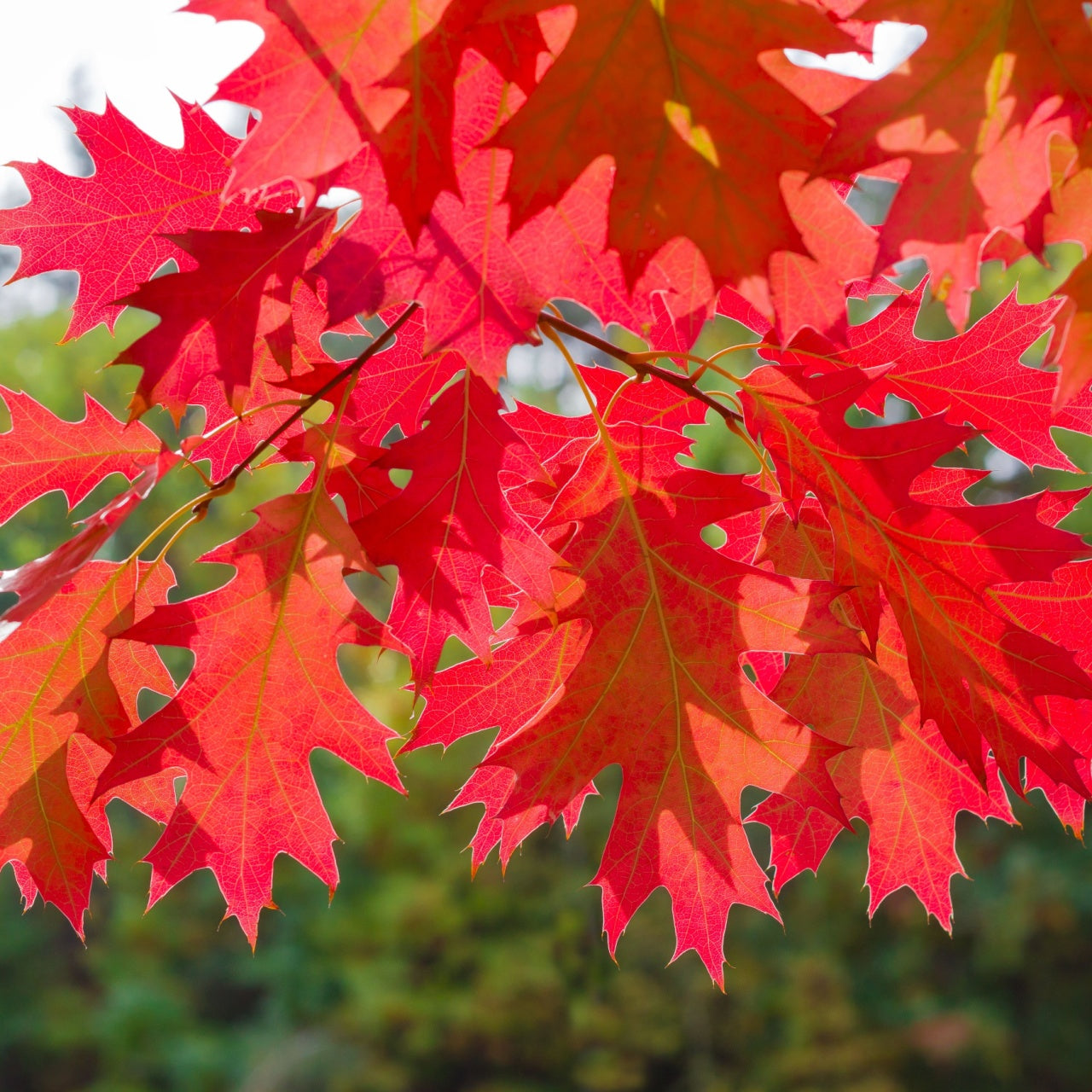 Vibrant red Southern red oak maple leaves with serrated edges and veins