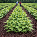 Young celery plants in organized rows in a field with two farmers walking in the distance - TN Nursery
