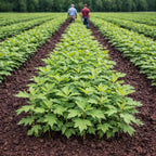Young celery plants in organized rows in a field with two farmers walking in the distance - TN Nursery