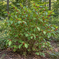 Spice Bush