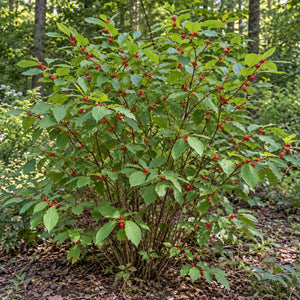 Spice Bush
