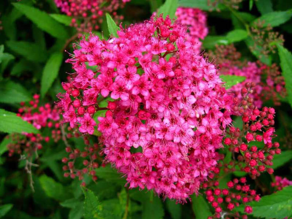Vibrant pink Spiraea Japonica Shrub flower cluster with green foliage