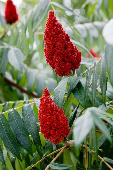 Vibrant red sumac berries in dense cone clusters on Sumac Tree foliage