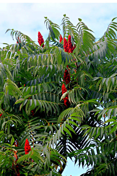 Vibrant red sumac berries cluster on lush green leaves of Sumac Tree