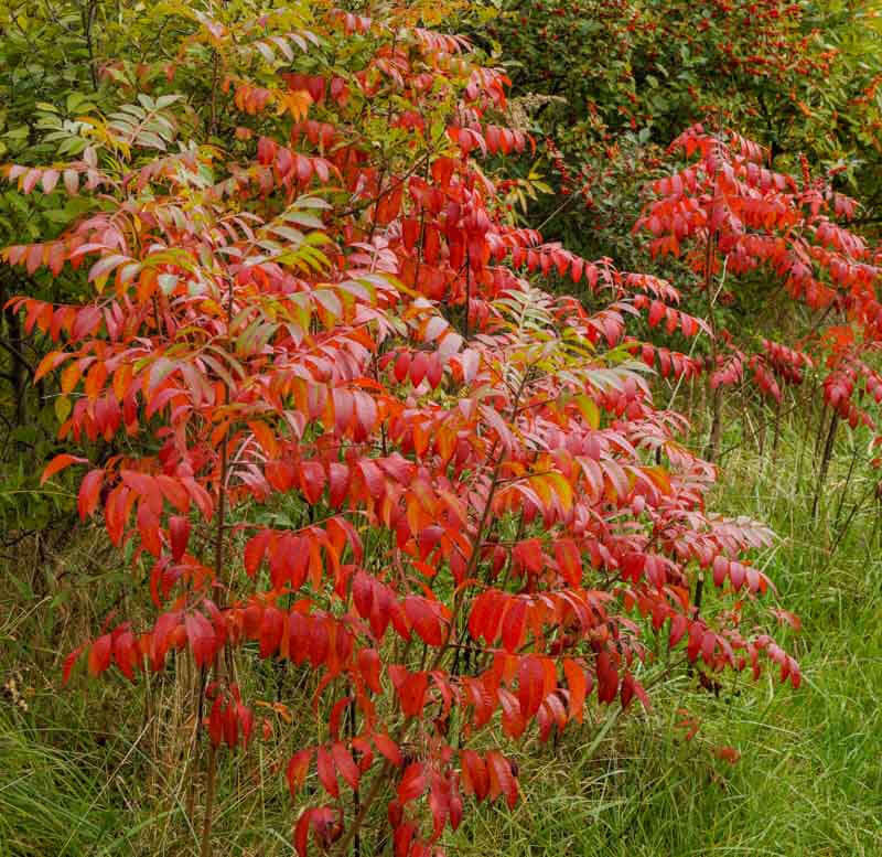 Vibrant red and orange sumac tree foliage with glossy compound leaves on green grass