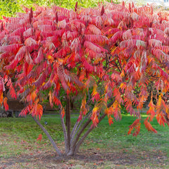 Vibrant red and orange Sumac Tree bush with feathery compound leaves
