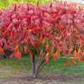 Vibrant red and orange Sumac Tree bush with feathery compound leaves