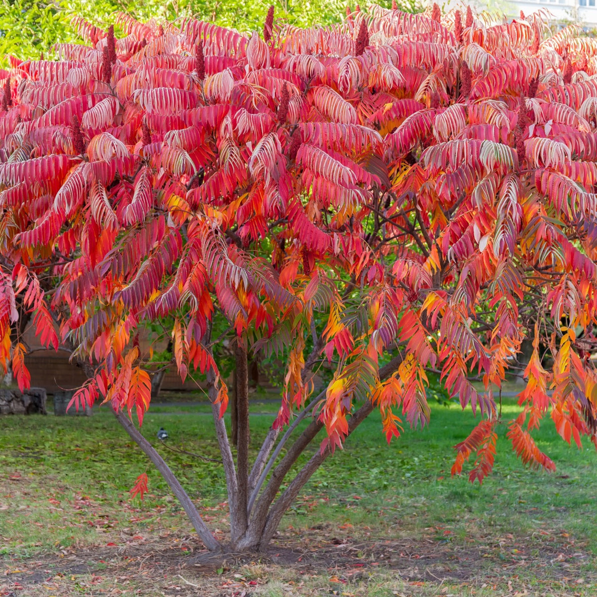 Vibrant red and orange Sumac Tree bush with feathery compound leaves