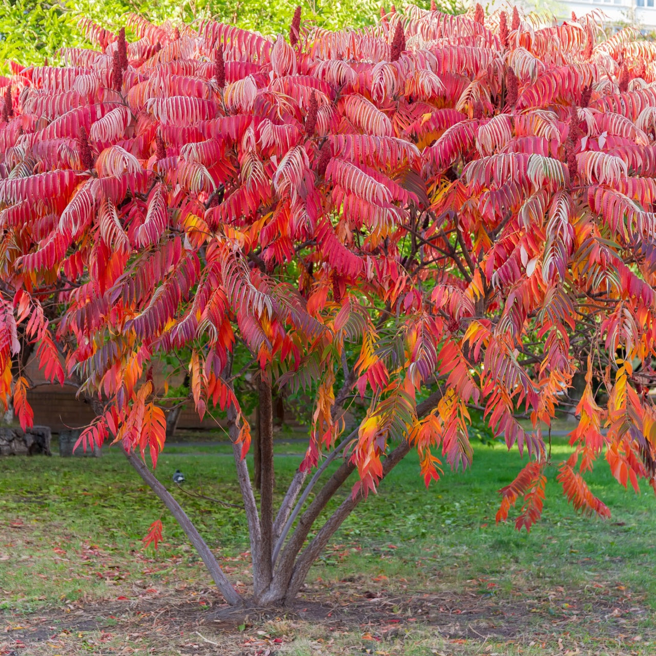 Vibrant red and orange Sumac Tree bush with feathery compound leaves