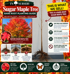 Sugar Maple Tree
