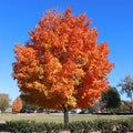 Vibrant orange Sugar Maple Tree with fiery foliage against blue sky
