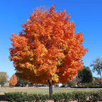 Vibrant orange Sugar Maple Tree with fiery foliage against blue sky