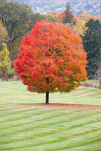 Vibrant red sugar maple tree with full rounded canopy on mowed lawn
