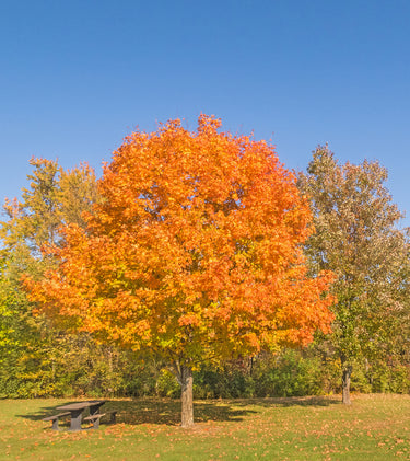 Vibrant orange sugar maple tree with full rounded canopy in autumn park