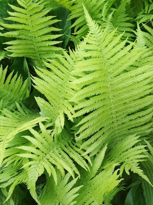 Vibrant lime-green fern fronds with delicate, feathery textures and intricate leaf patterns.
