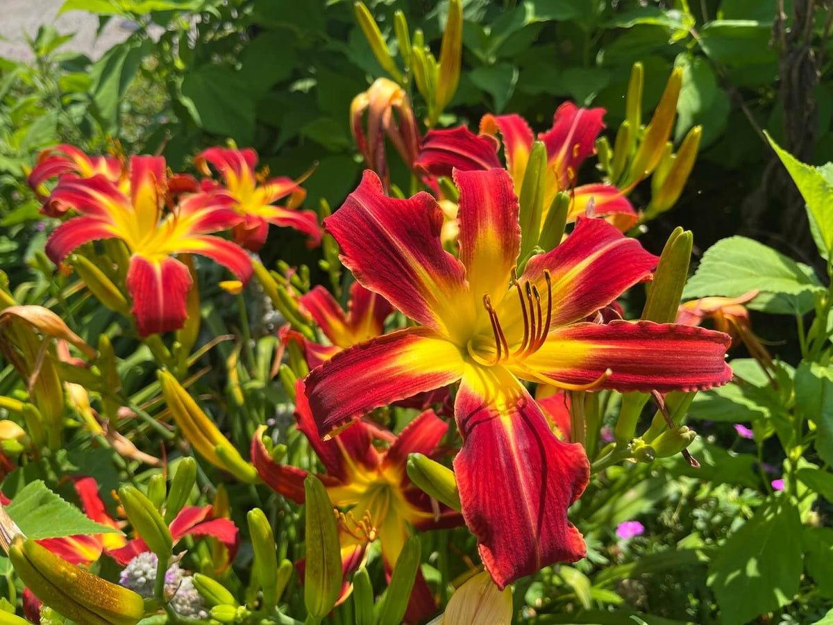 Vibrant red and yellow daylilies with ruffled petals and prominent stamens bloom amidst lush green foliage.