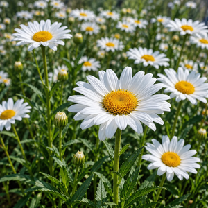 White daisy flowers with bright yellow centers growing in a dense field of green foliage.