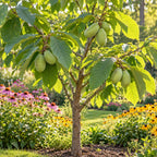 A young pawpaw tree in a garden with green leaves and several pale green unripe fruits, surrounded by colorful flowers and greenery.