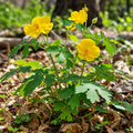 A cluster of bright yellow flowers with green leaves growing in a forest or woodland setting among dry brown leaves and soil.