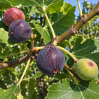 Fig Tree