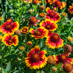 Vibrant red and yellow blanket flowers (Gaeanas) blooming in a sunny garden with green foliage.