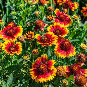 Vibrant red and yellow blanket flowers (Gaeanas) blooming in a sunny garden with green foliage.