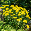 A dense cluster of bright yellow flowers with green stems and leaves, growing among rocks and ferns in a garden setting.