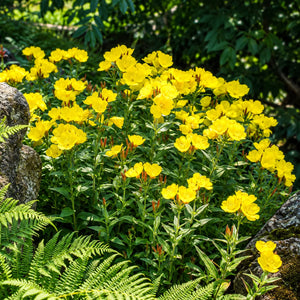 A dense cluster of bright yellow flowers with green stems and leaves, growing among rocks and ferns in a garden setting.