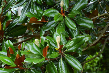 Lush green Sweet Bay Magnolia leaves with red-brown edges and creamy buds