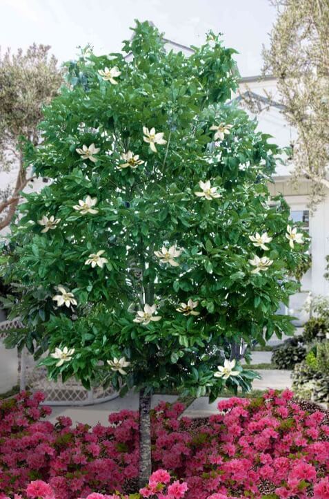 Sweet Bay Magnolia tree with white blossoms amid pink azaleas