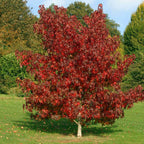 Vibrant red maple tree with glossy foliage in garden for Sweet Gum Seedlings