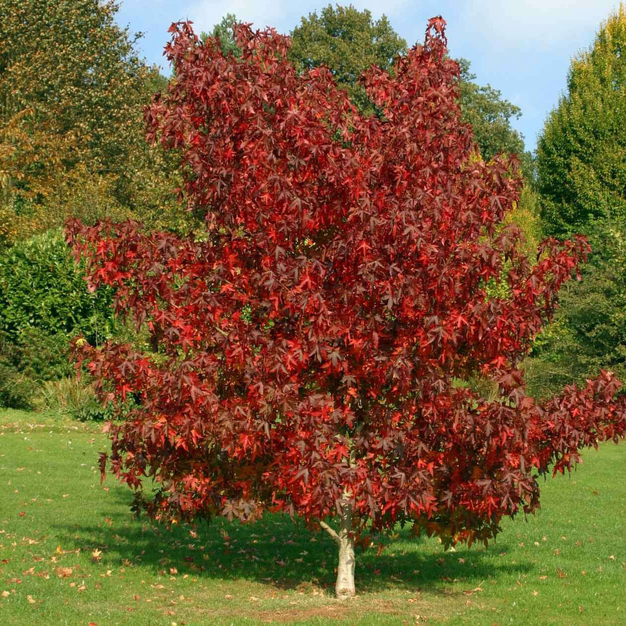 Vibrant red maple tree with glossy foliage in garden for Sweet Gum Seedlings