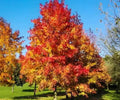 Vibrant Sweet Gum Tree with fiery red and golden-yellow autumn leaves against blue sky